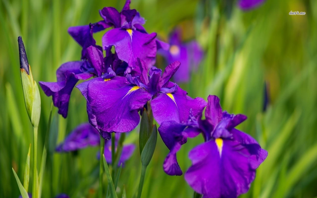 Purple Iris Wallpaper Flower