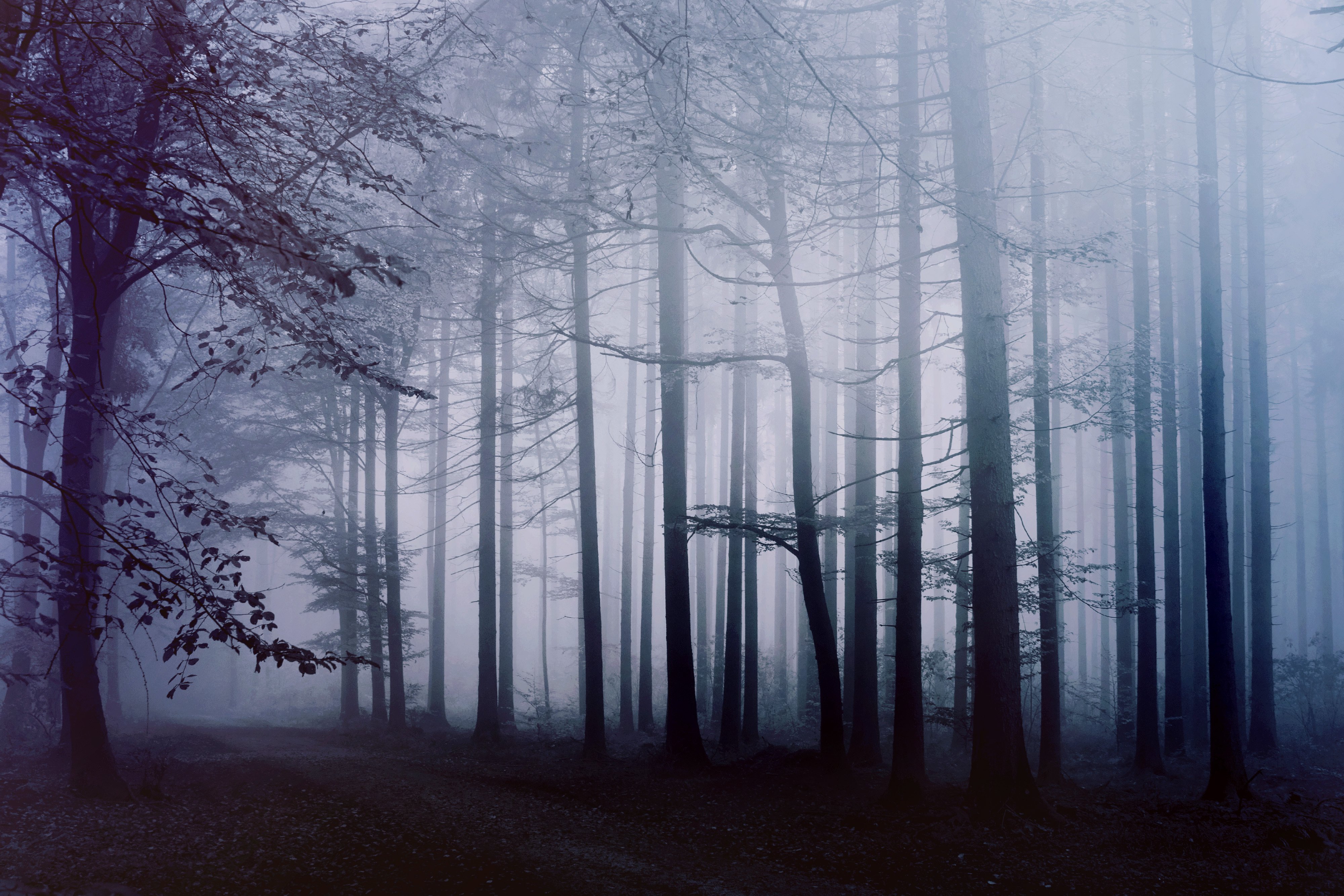 Fog Forest Morning 4k Laptop Full HD 1080p Wallpaper Image Photos