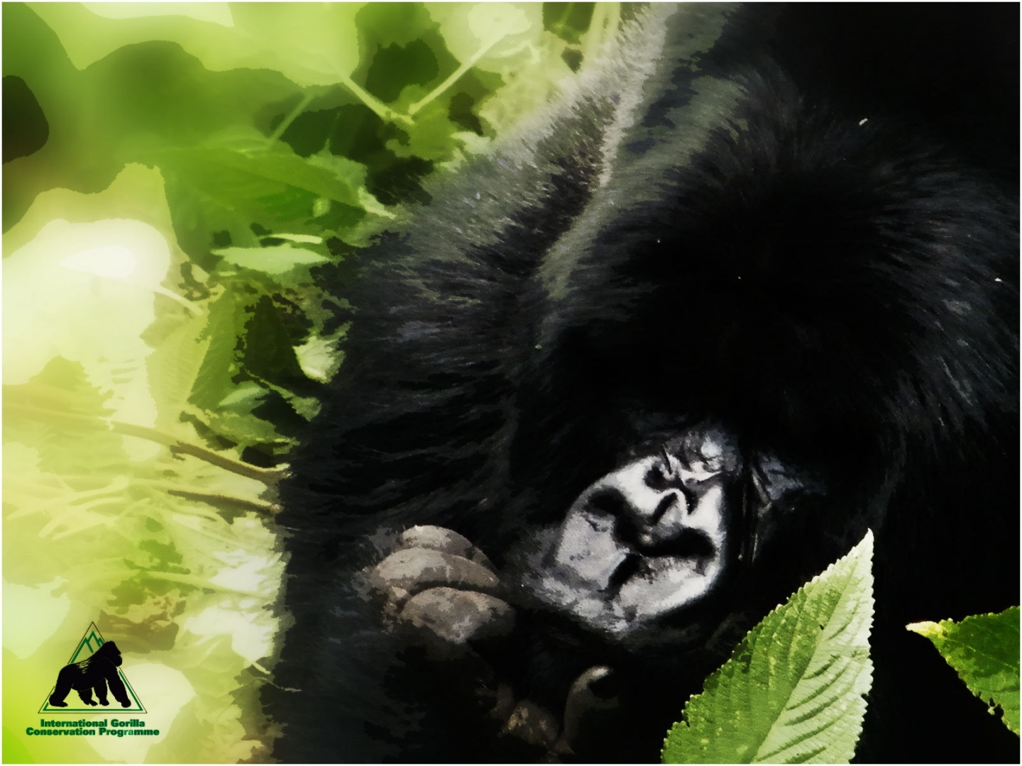 Silverback Wallpaper Mountain Gorillas Rwanda Photo Shared By