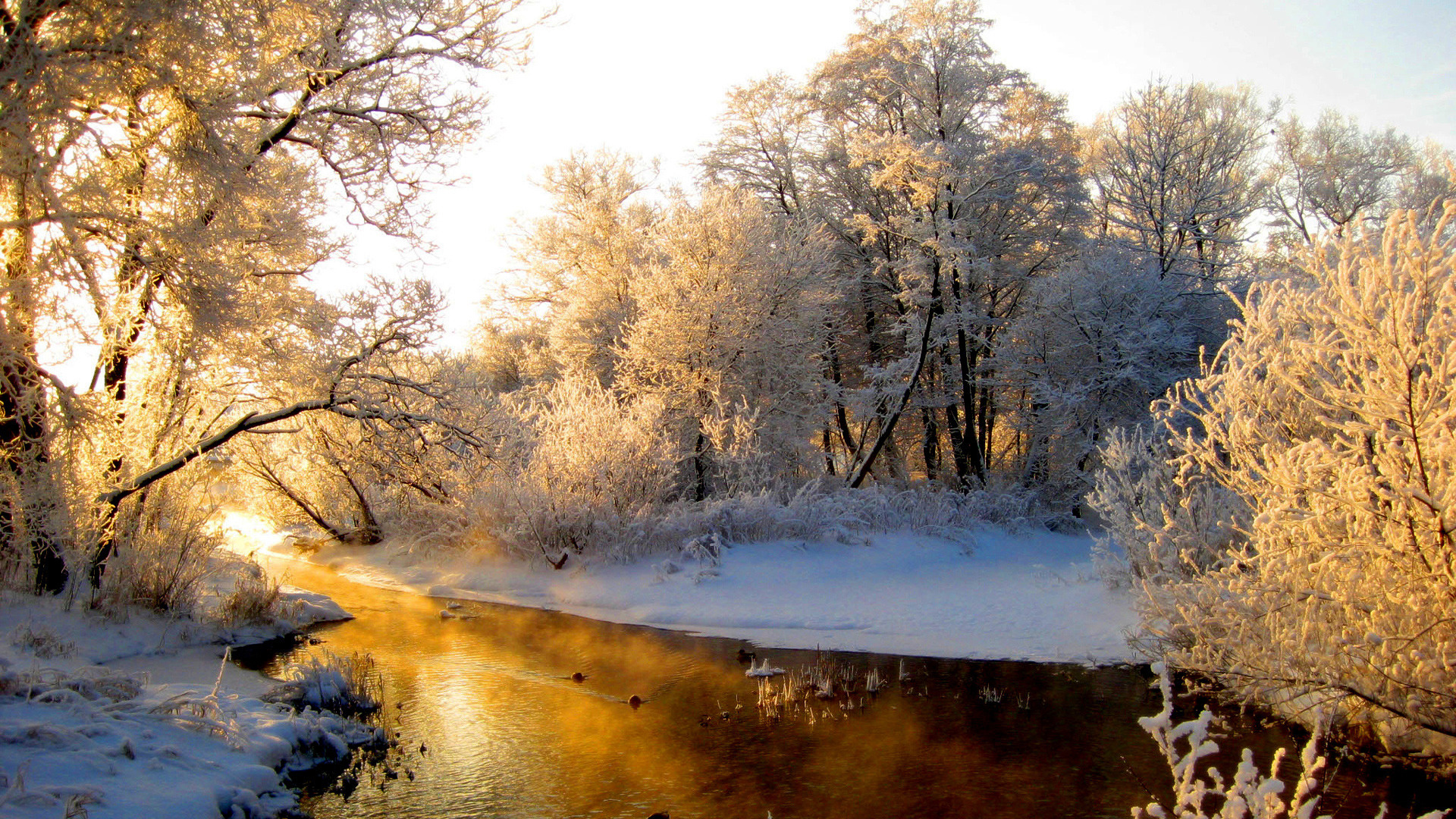 Wallpaper River Snow Winter Frost Forest Desktop
