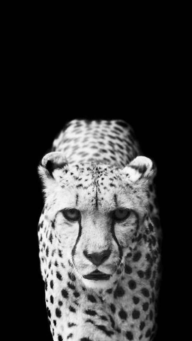 White Leopard Black Background