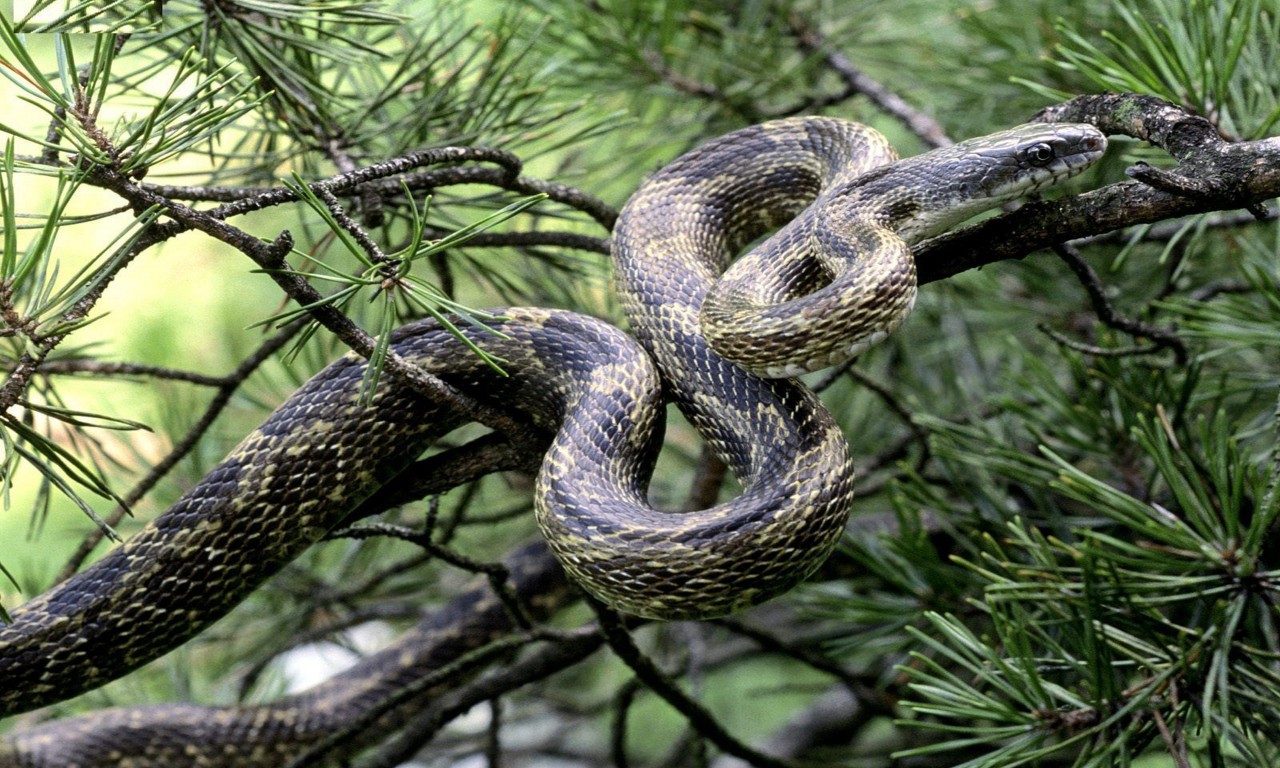 Snake Anaconda Wallpaper HD Superb