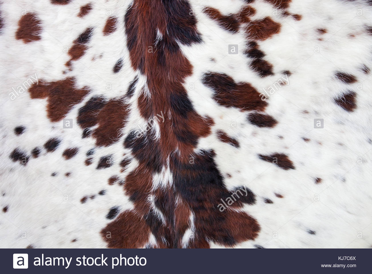 Longhorn White Cowhide With Black And Brown Spots Fur Background