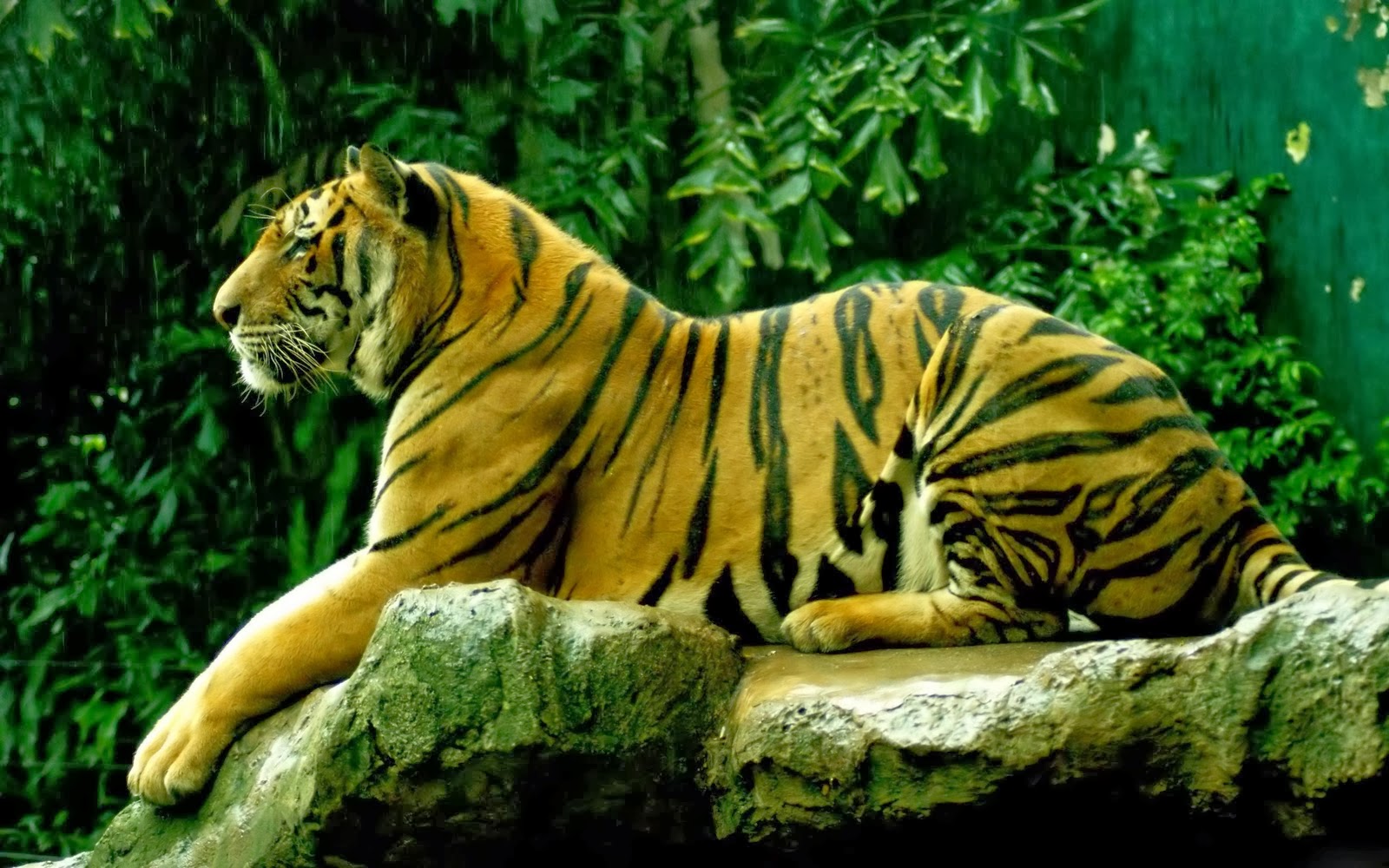HD Desktop Wallpaper Tiger