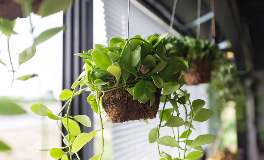 Indoor Plants Wallpapers - Top Free Indoor Plants Backgrounds -  WallpaperAccess
