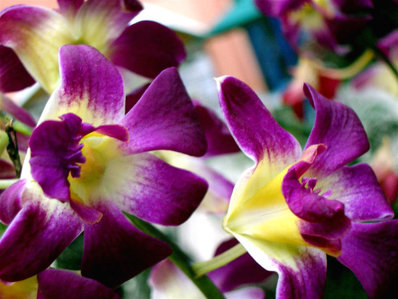 Tropical Flowers Growing Tips Orchid