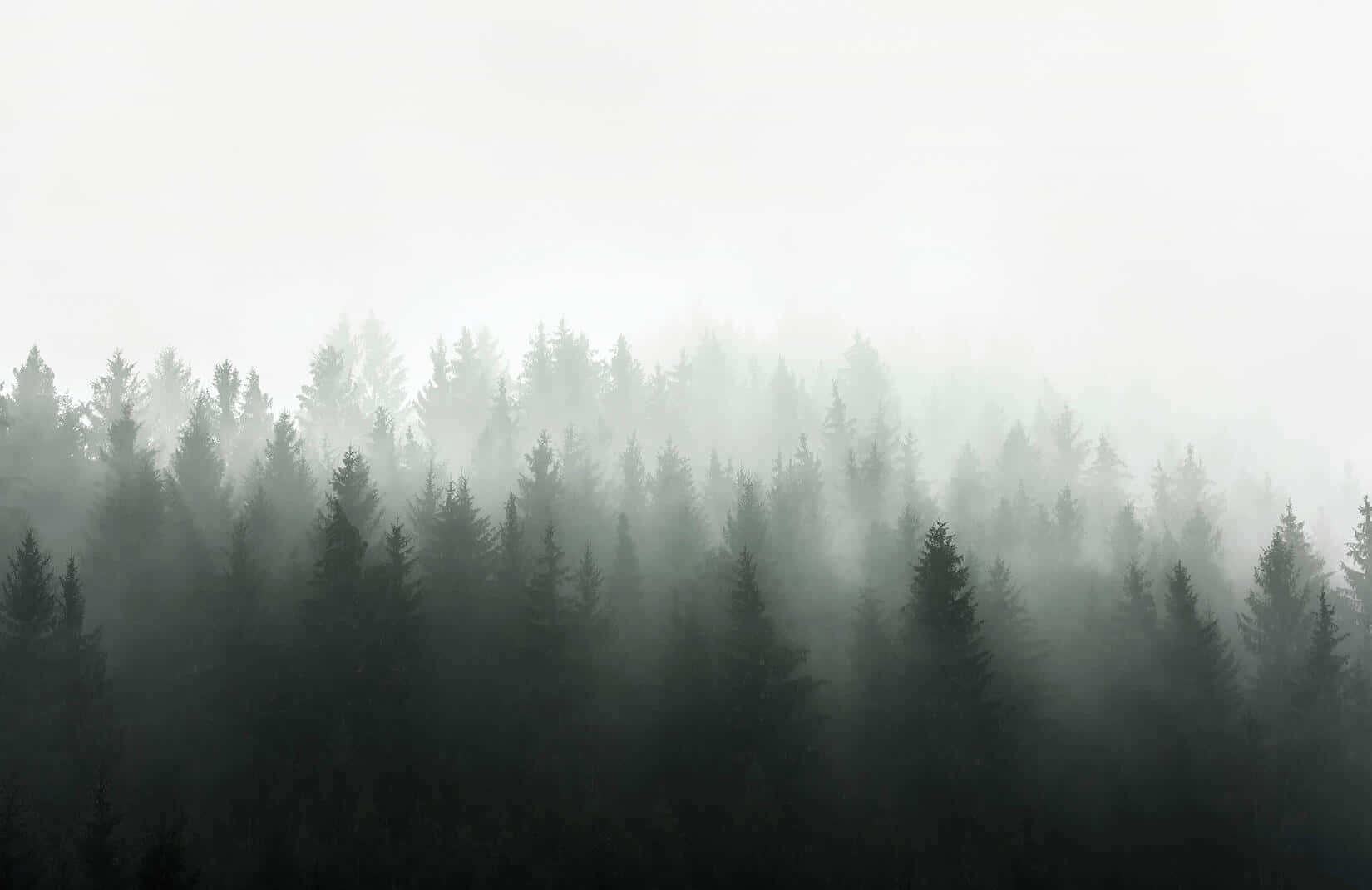 Dark Green Forest Wallpaper