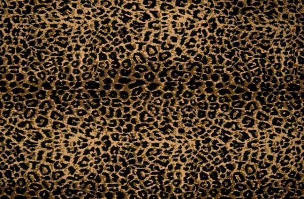 Cool Sleepy Cheetah Animal Print