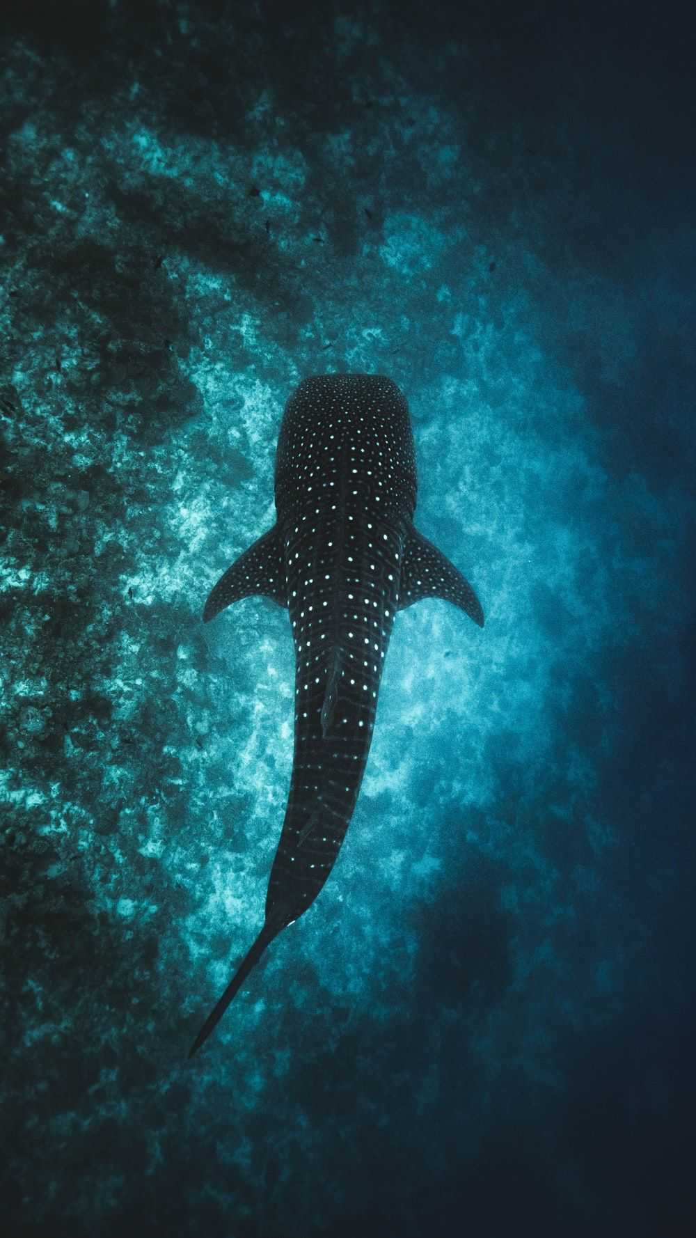 Shark Wallpaper Phone