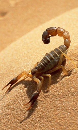 Bigger Scorpion HD Live Wallpaper For Android Screenshot