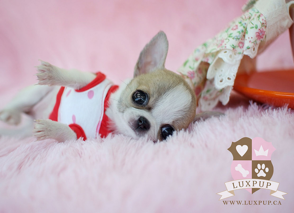 Teacup Chihuahua Puppies For Sale