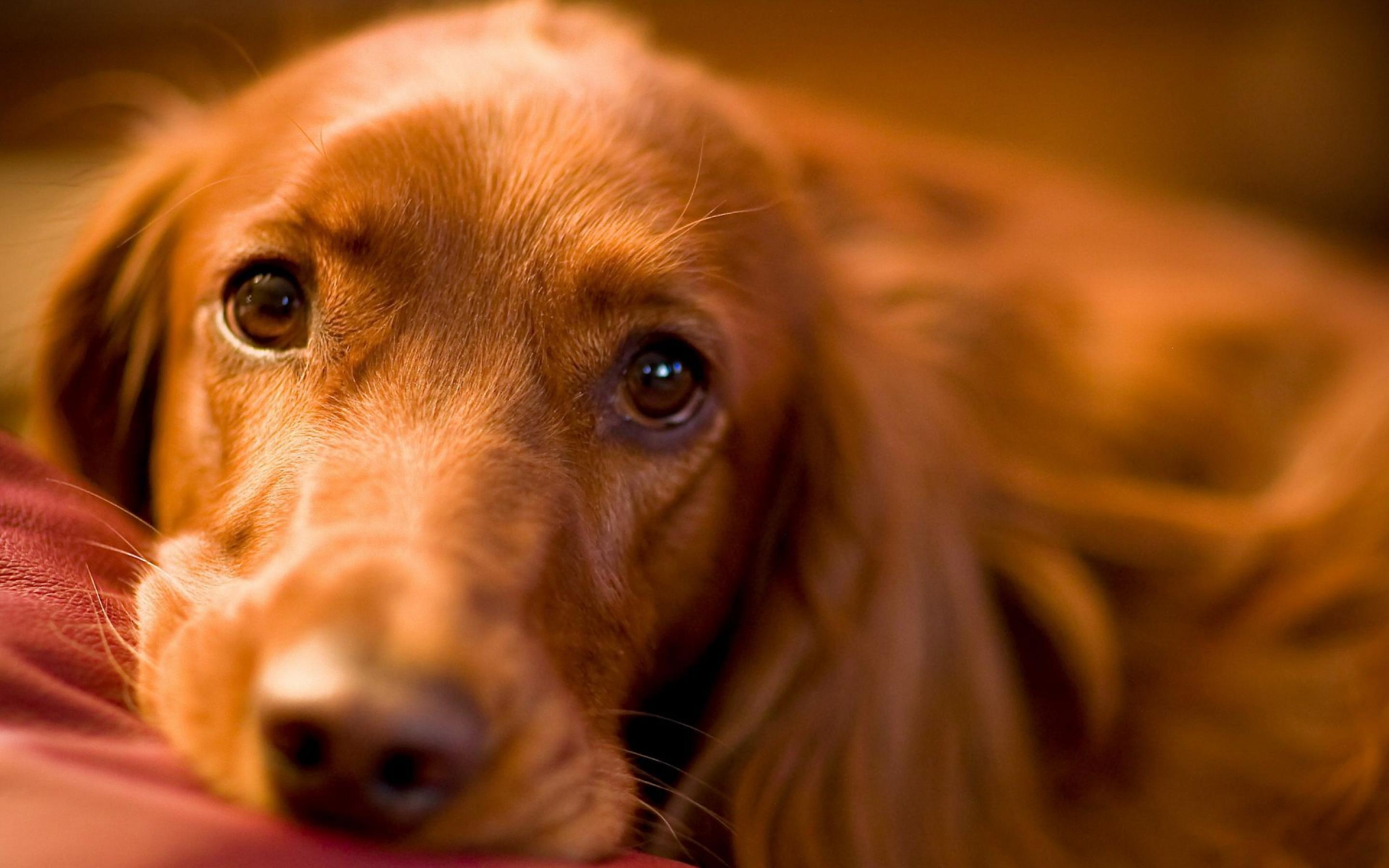 Dog Wallpaper HD