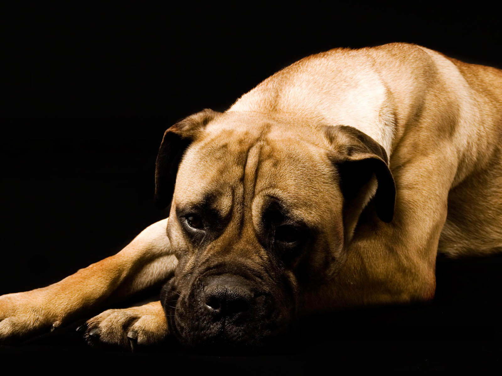 Boxer Dog Wallpaper Submited Image