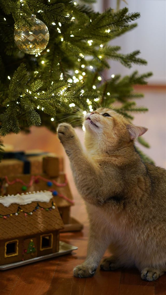 Best Cat iPhone HD Wallpaper