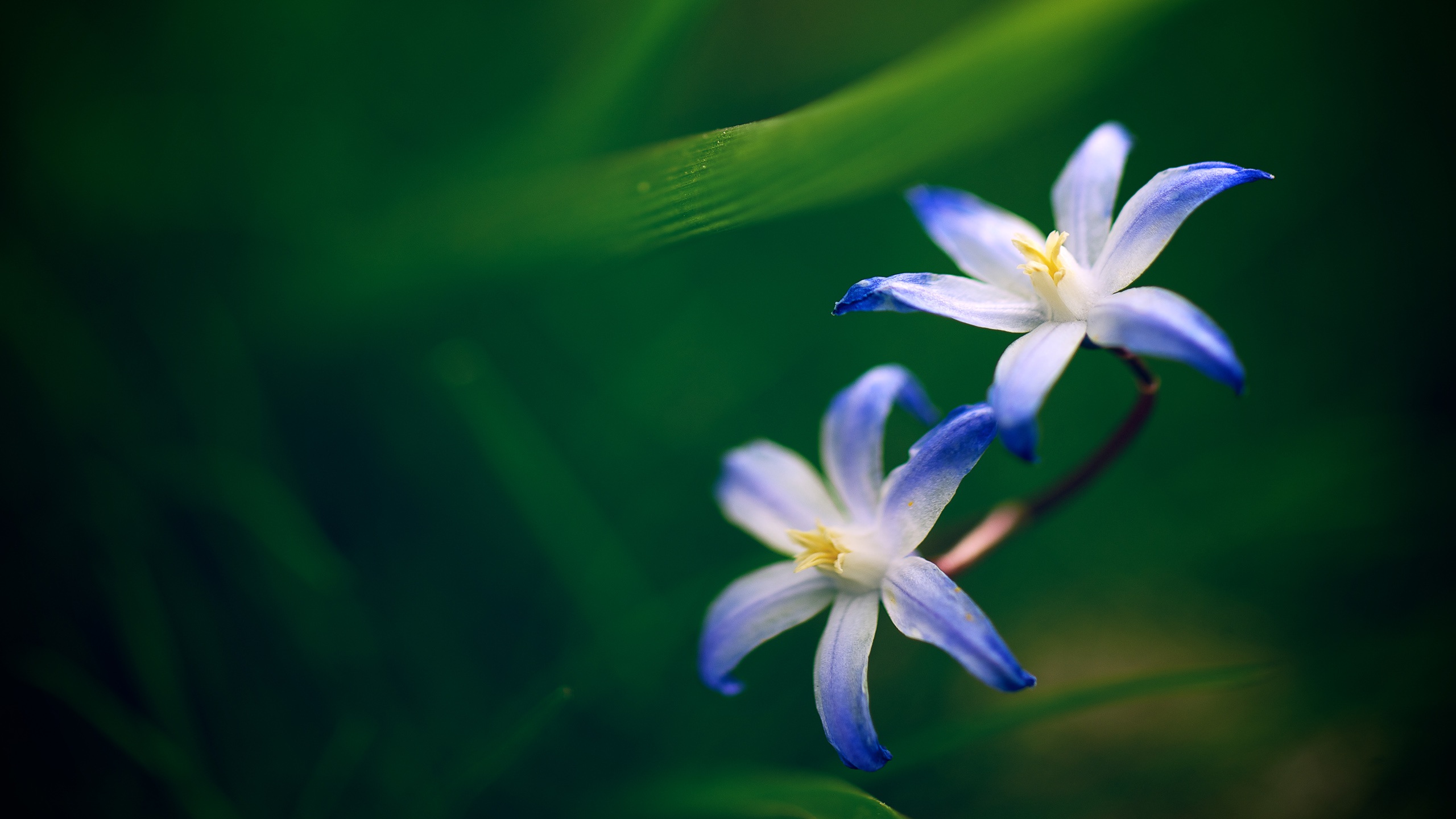 Two Blue Orchids Flowers Wallpaper HD Widescreen Desktop