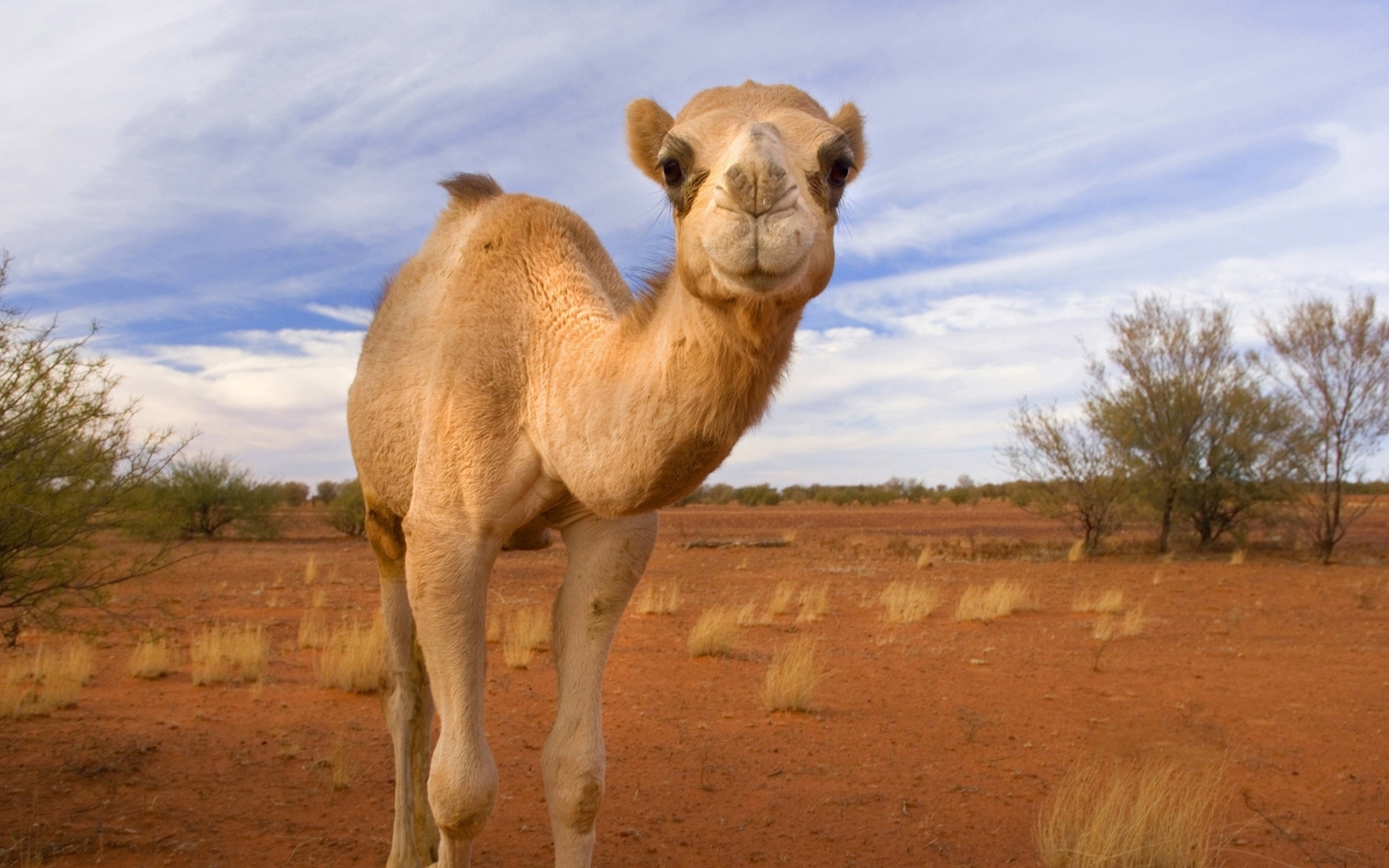 900+ Best Camel Photos · 100% Free Download · Pexels Stock Photos