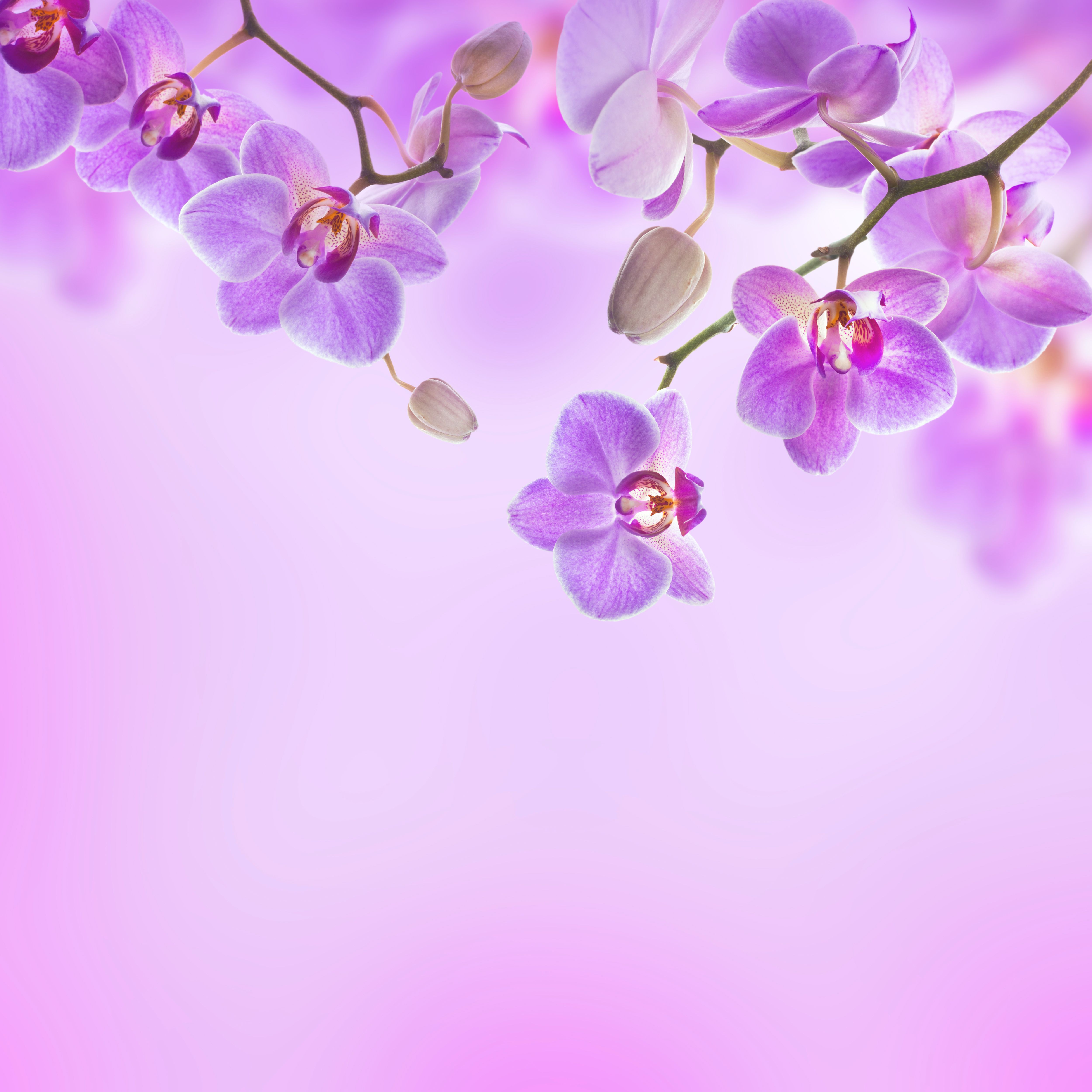 Purple Orchid Background In Orchids Spring