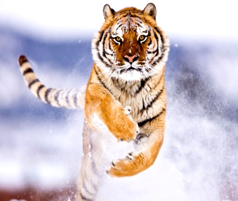 Beautiful Tiger Background Image HD Desktop Wallpaper Of Tigers
