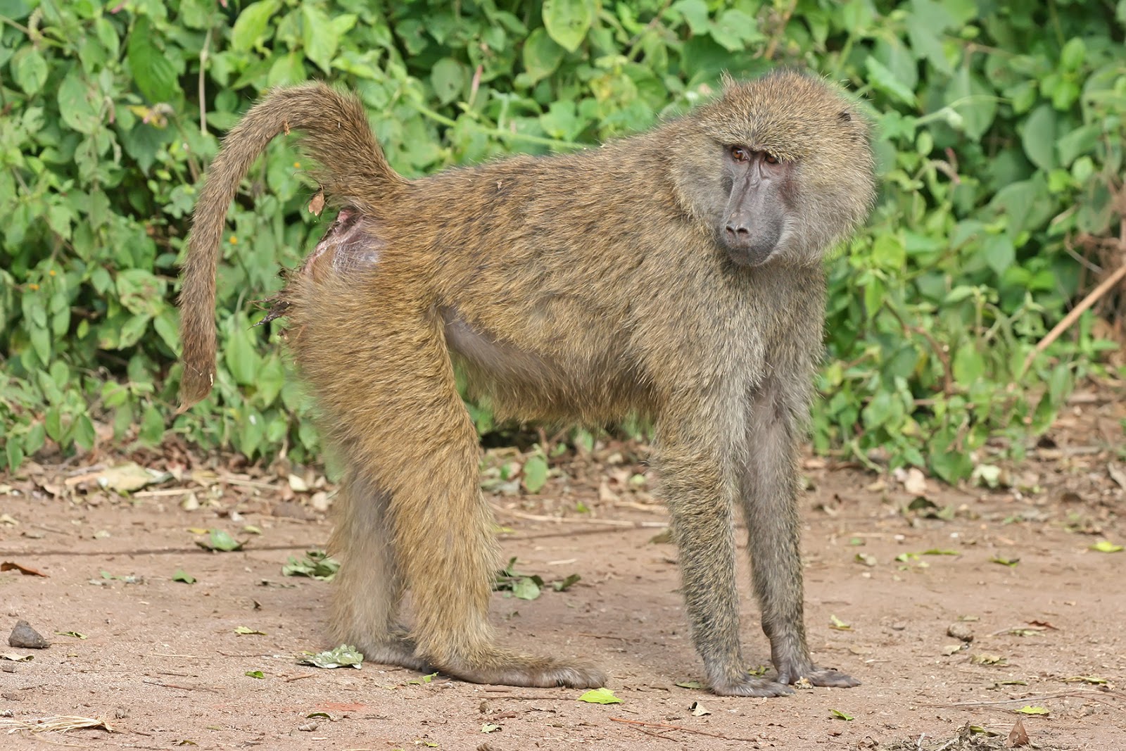 A baboon stands on a dirt path, its fur a mix of brown and grey.  A visible wound or injury is present on its rear