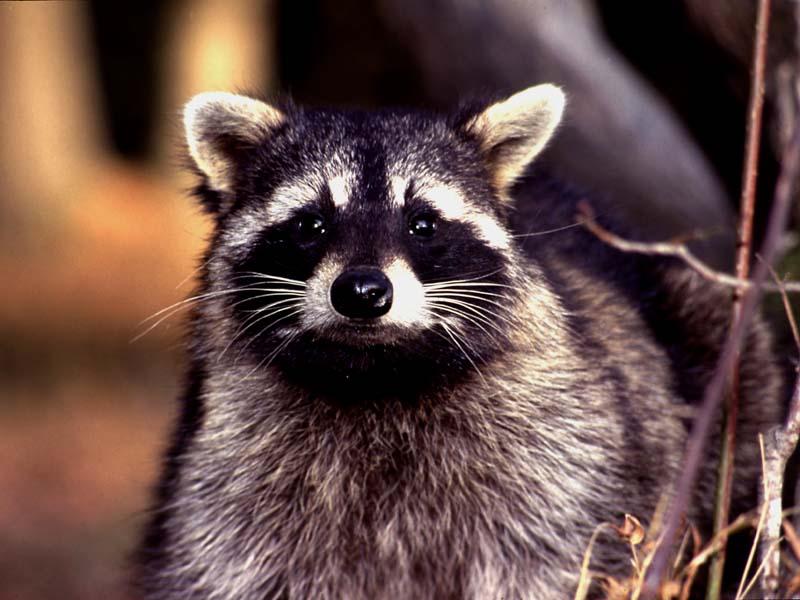 Worldstart Wallpaper Animal Set Raccoon Image Only