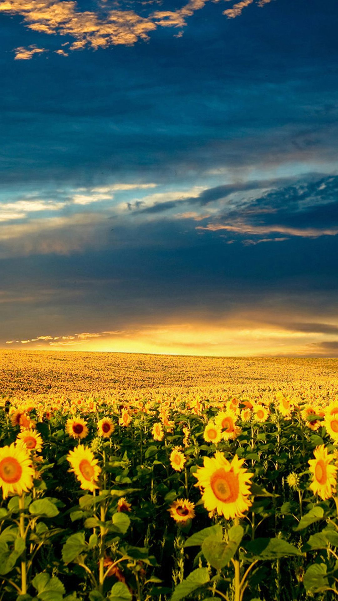 Nature Splendid Vast Sunflower Field iPhone Wallpaper