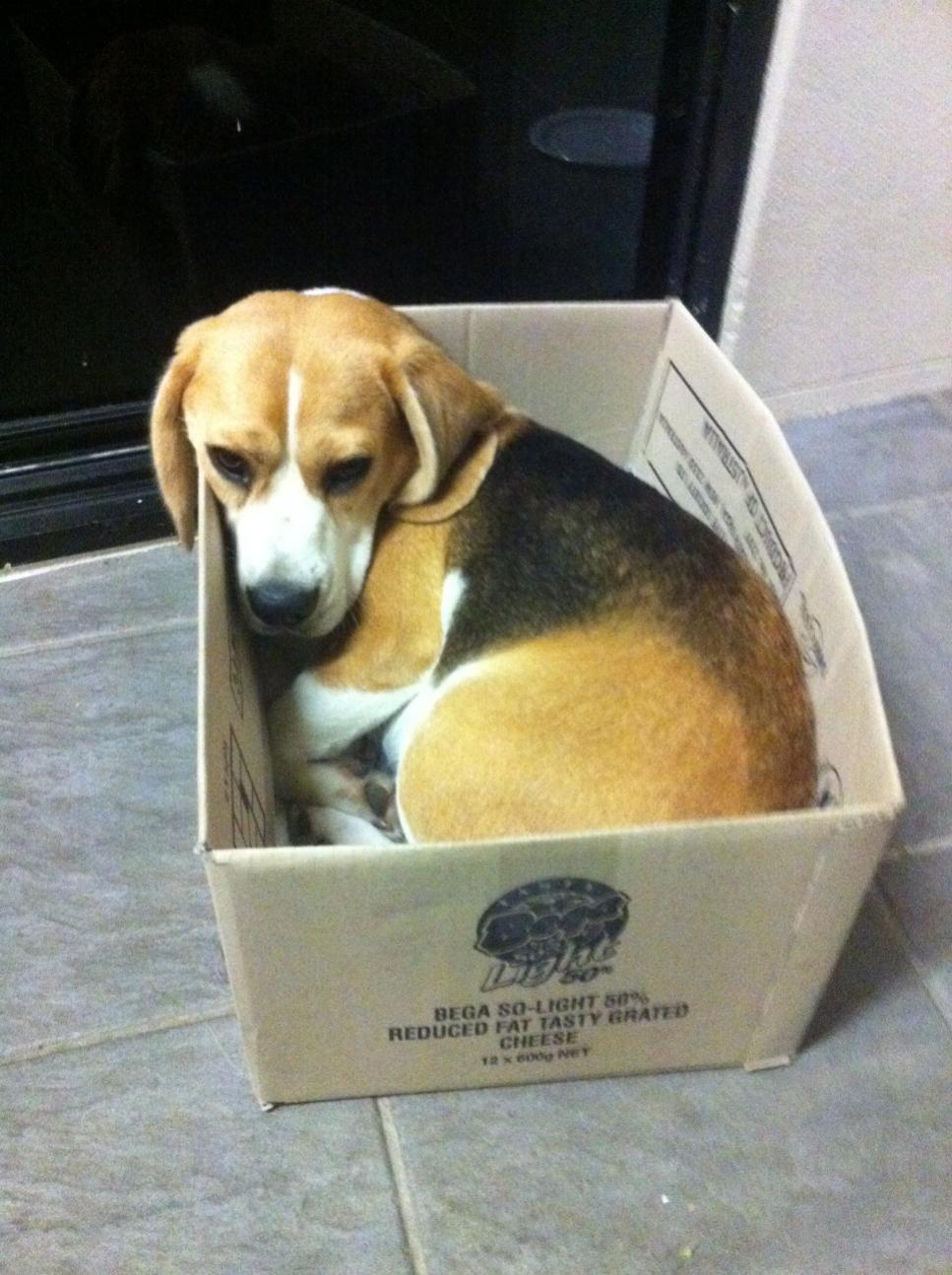Funny Beagle Pics Forum Our World Forums
