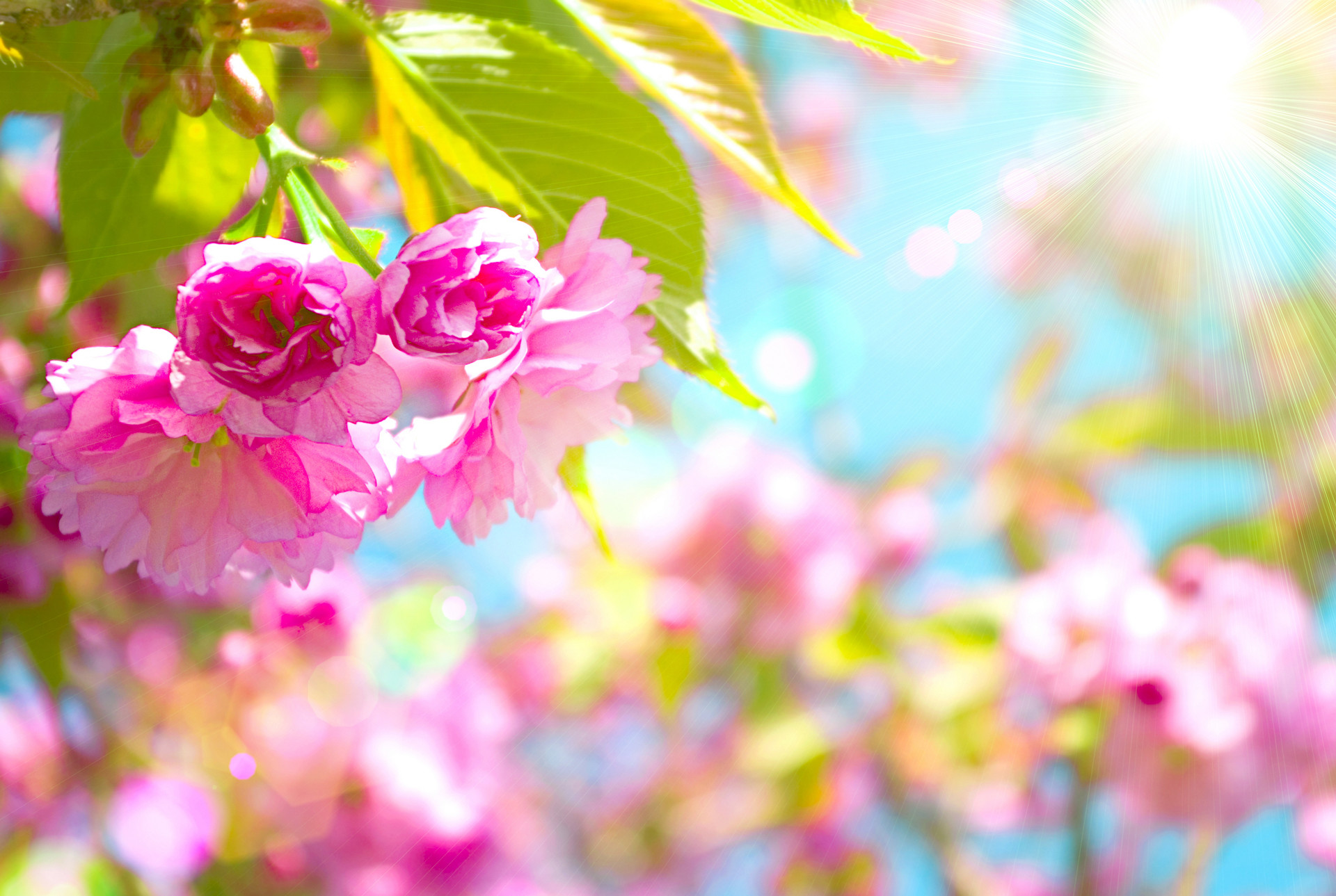 May Flowers Wallpaper HD Desktop