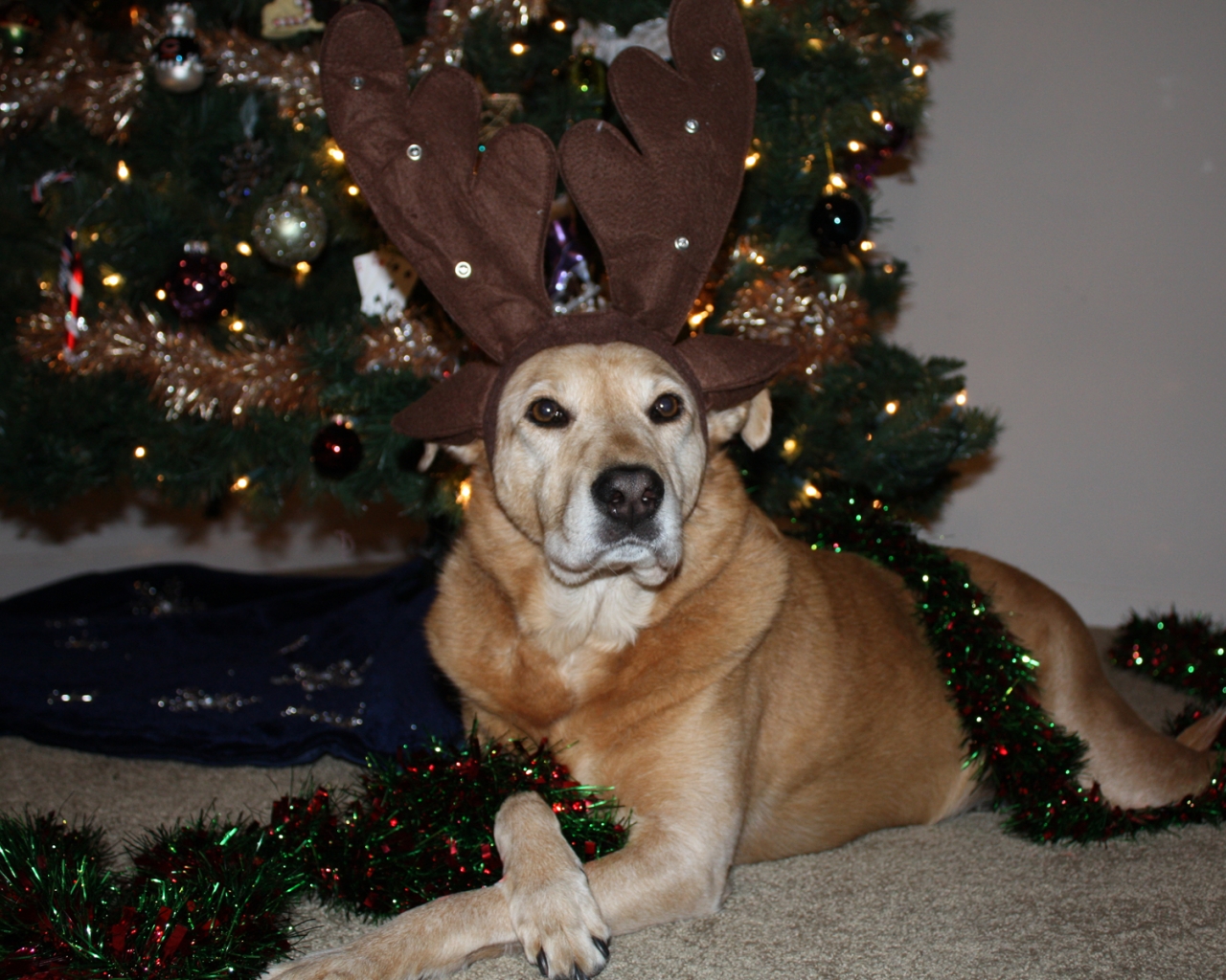 Christmas Wallpaper Zamboni Dog With Antlers