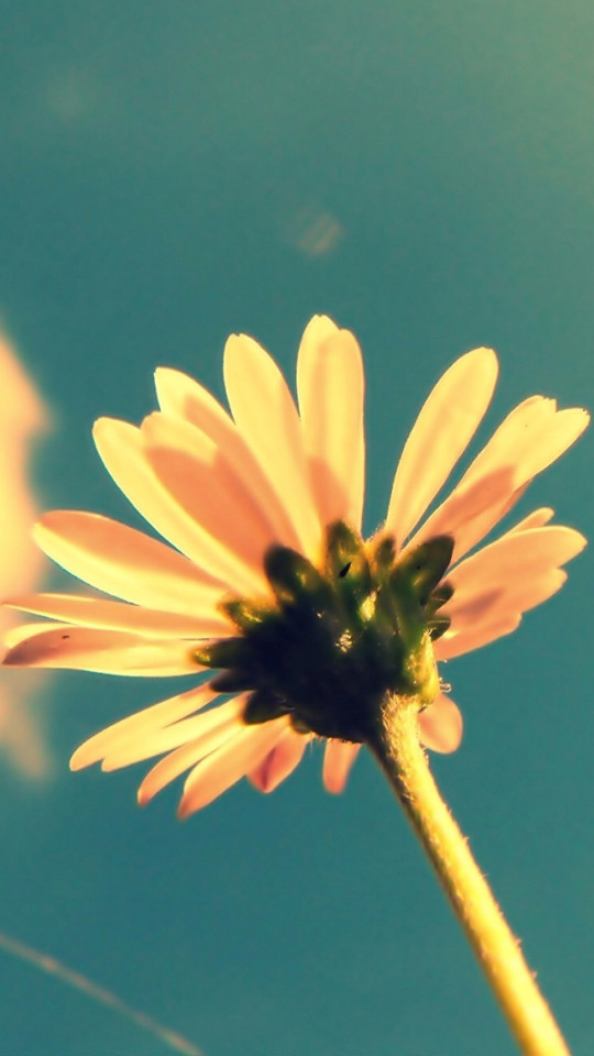 Small Yellow Flower In The Sun Wallpaper iPhone