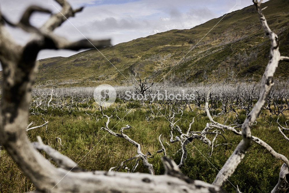 Dead Wood Forest On Grassy Plane In Chilean Patagonia Hills