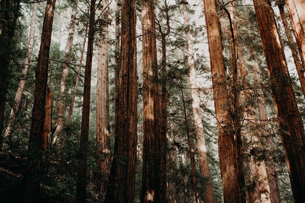 Muir Woods National Monument Pictures Image On