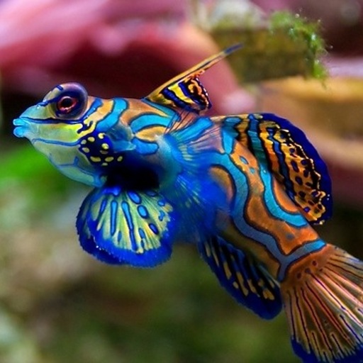 FREE][APP] Aquarium Live Wallpaper   Android Forums at AndroidCentral 512x512