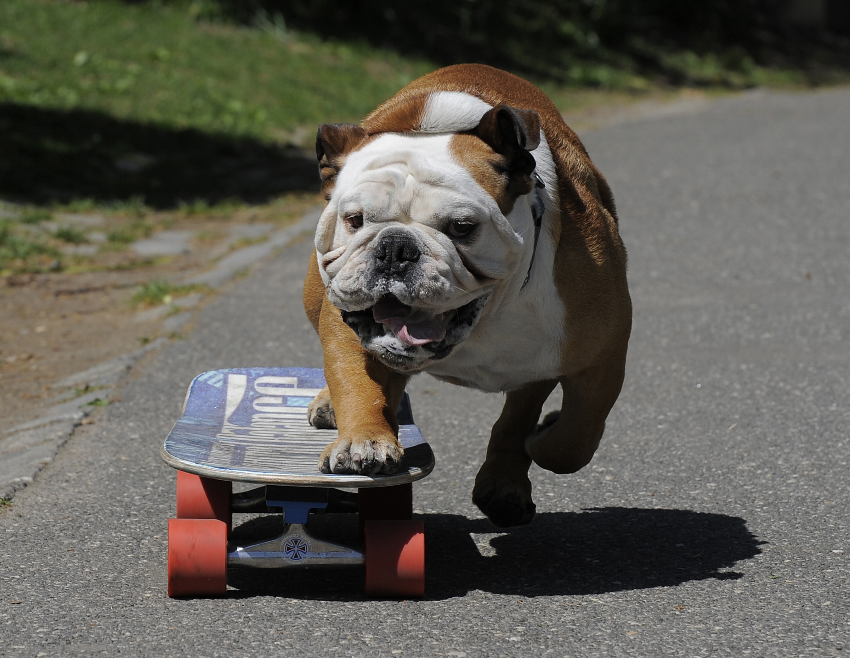 English Bulldog On A Skateboard Wallpaper And Image