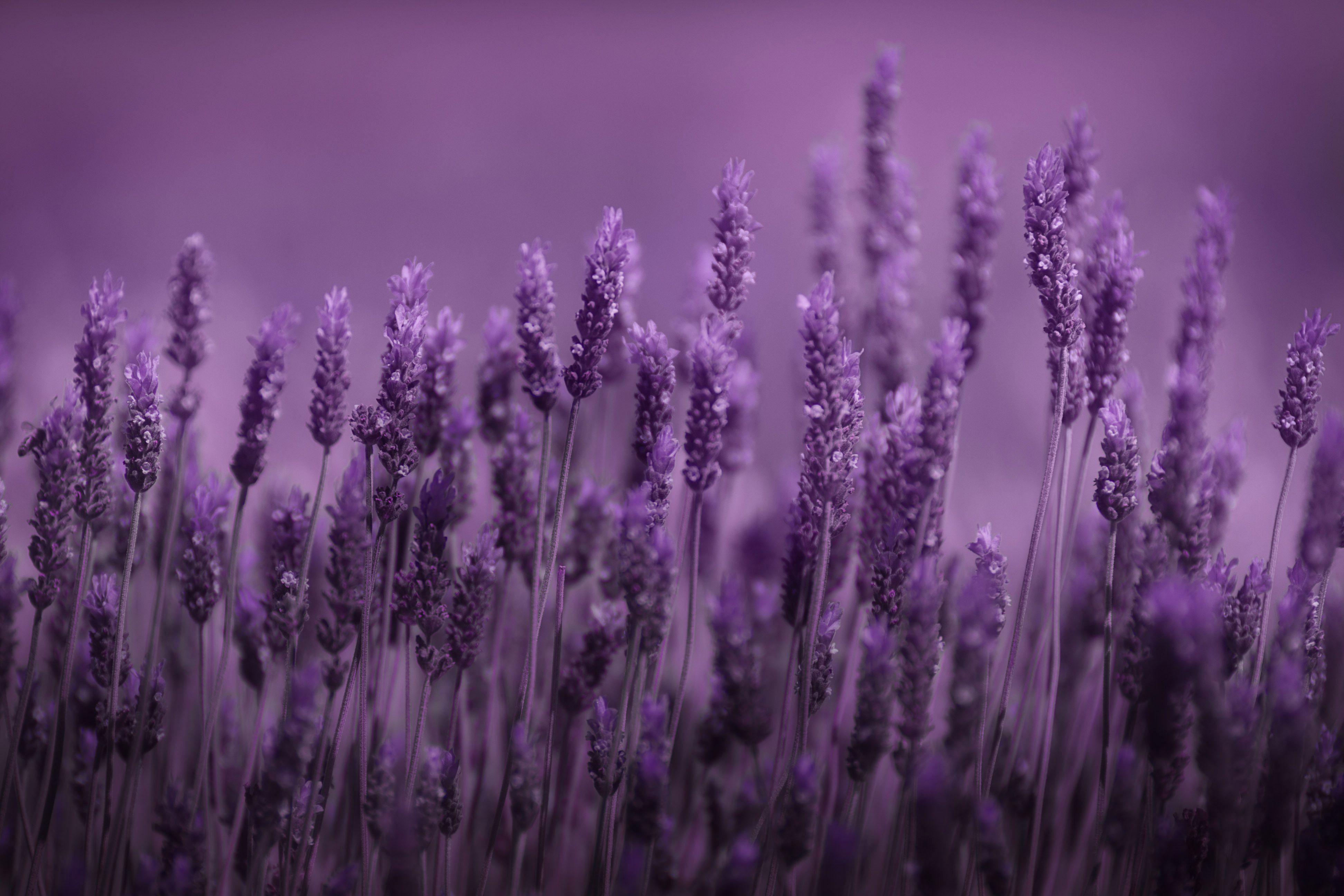 Lavender HD Wallpaper