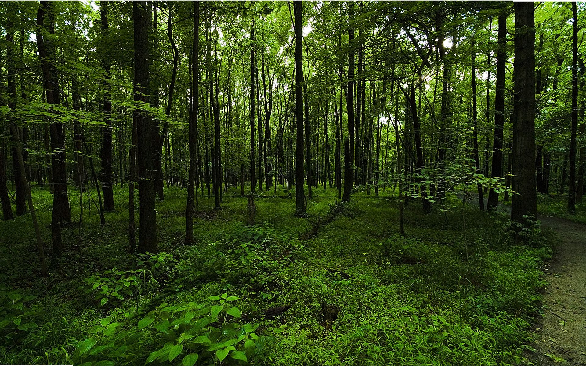 Wallpaper Green Forest