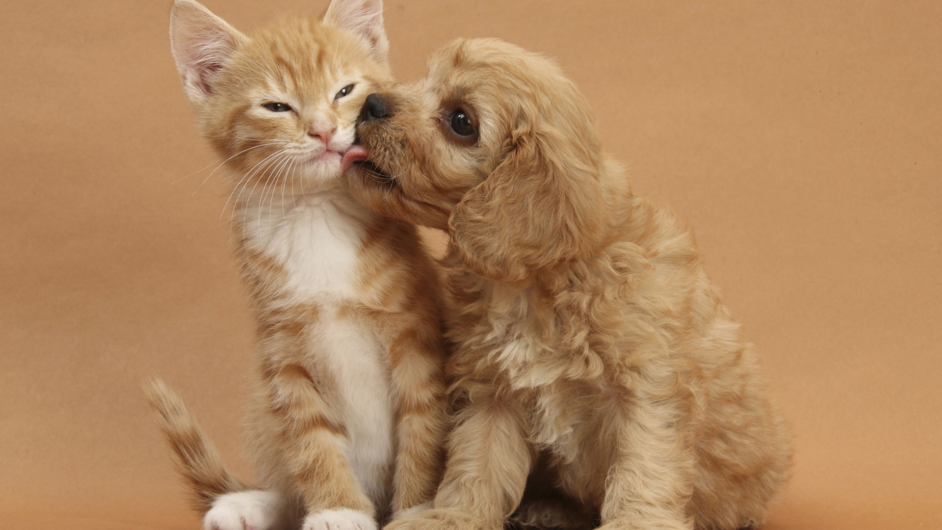 Kitten And Puppy Friendship Full HD Desktop Wallpaper 1080p