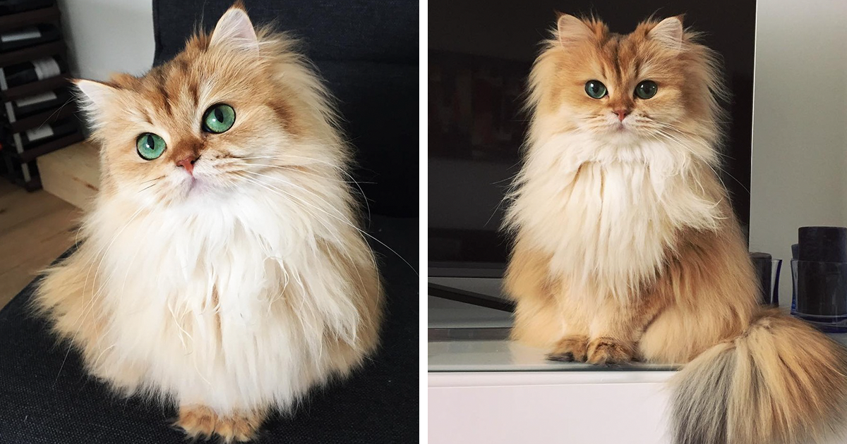 Meet Smoothie The World S Most Photogenic Cat Bored Panda