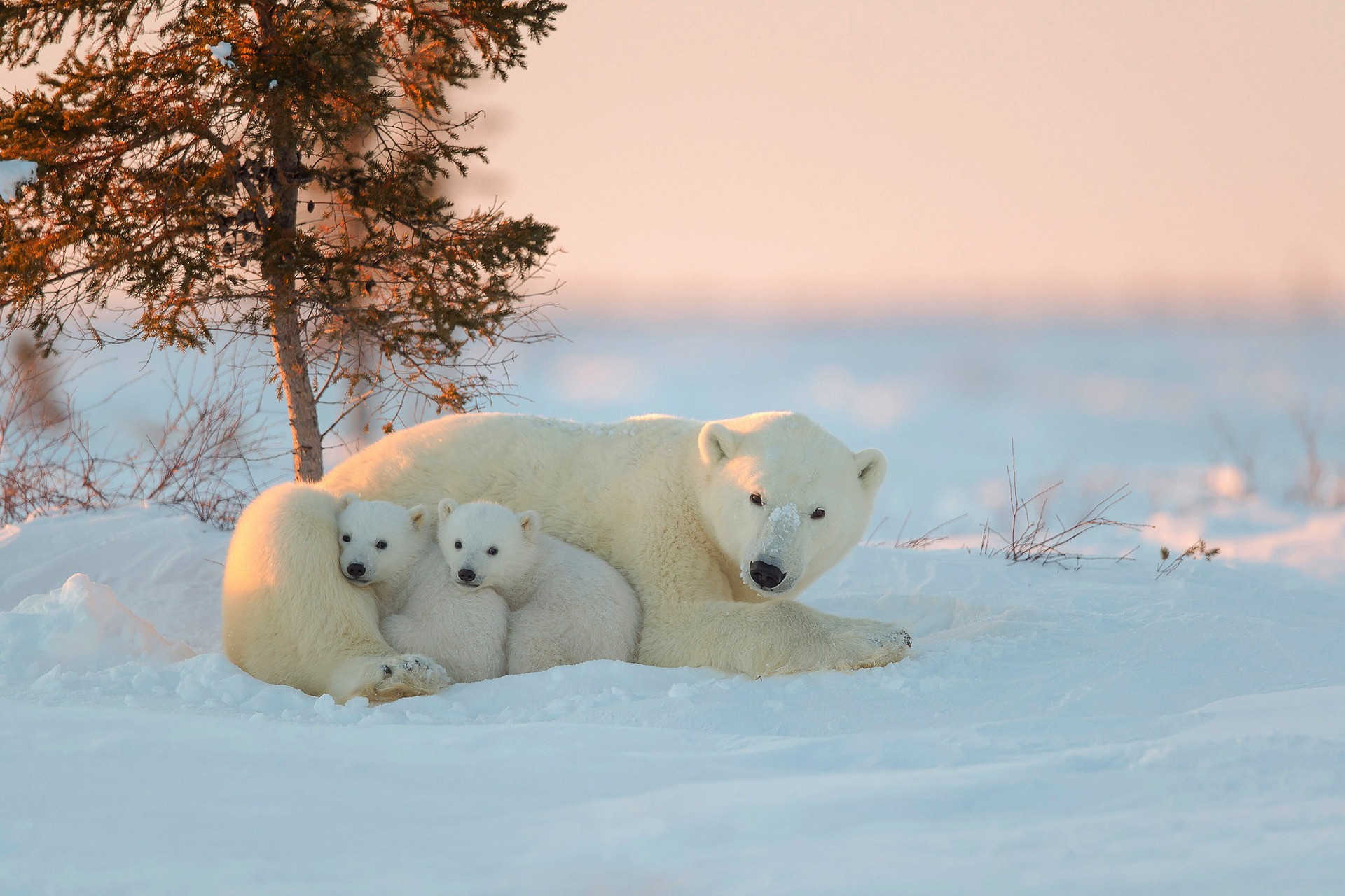 Polar Bear Wallpaper Picture Animals