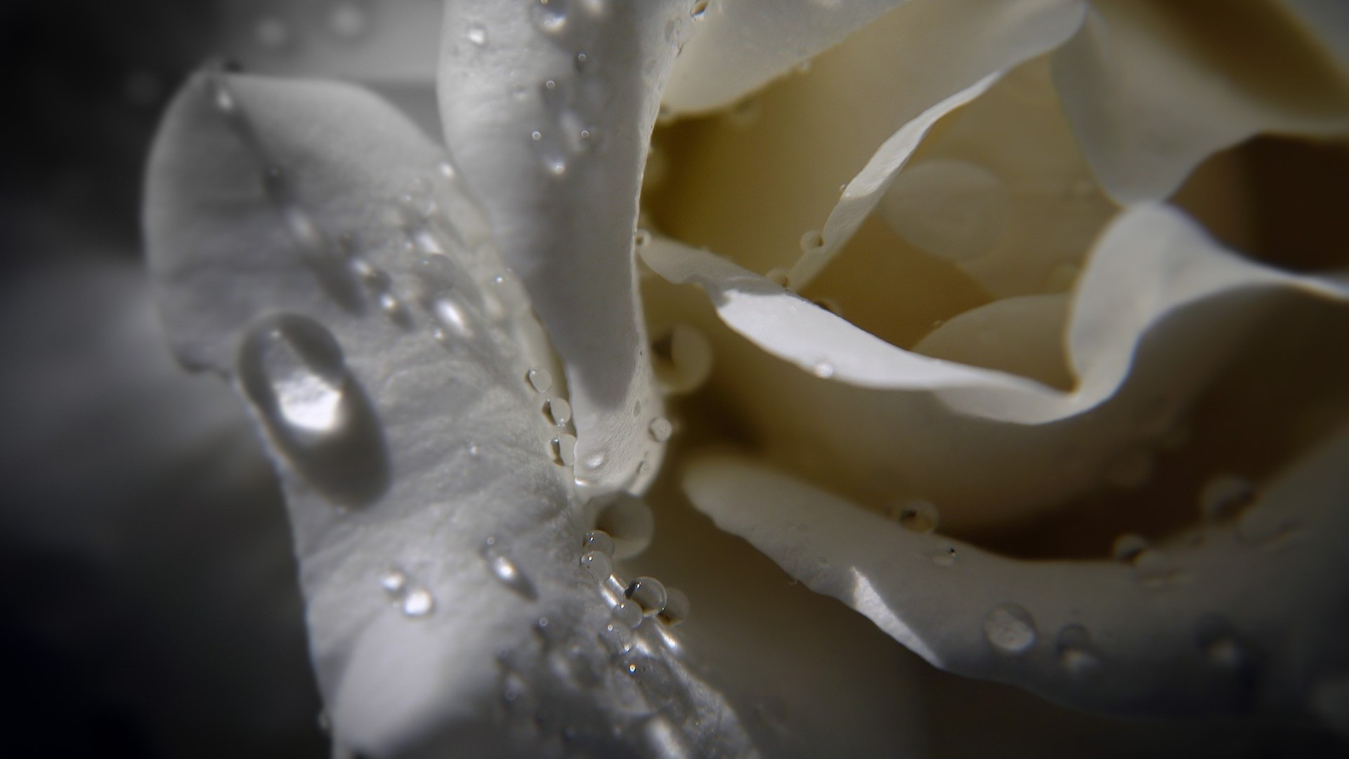 Download Water drops on white rose wallpaper
