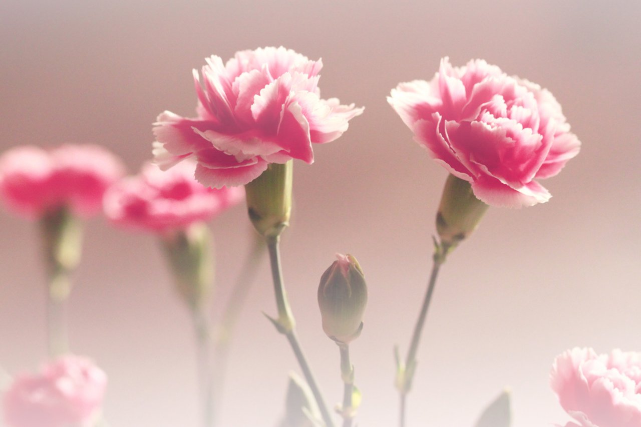 Pink Carnations Wallpaper