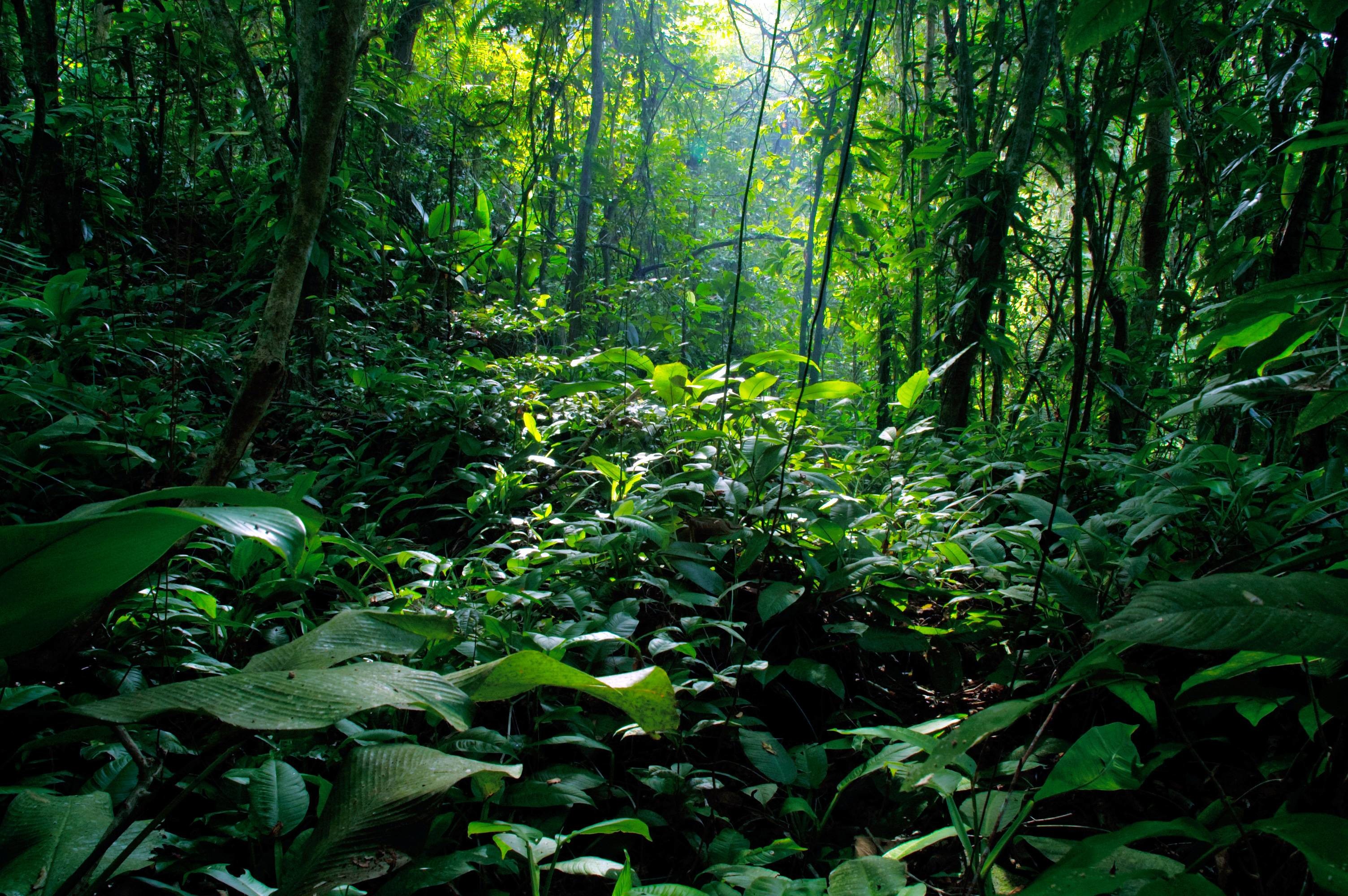 Rain Forest Background Wallpaper