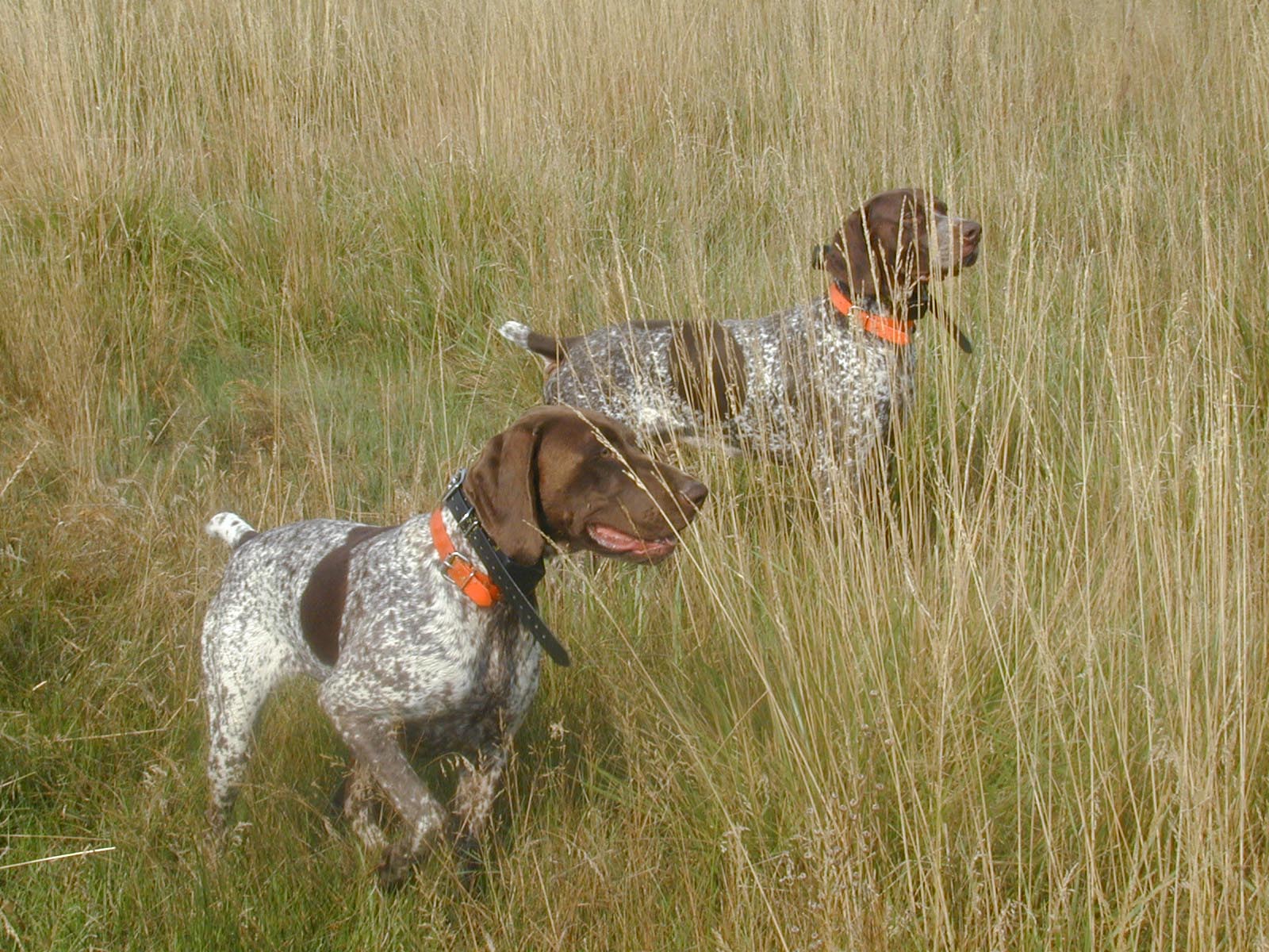 German Shorthaired Pointer Hunting Wallpaper