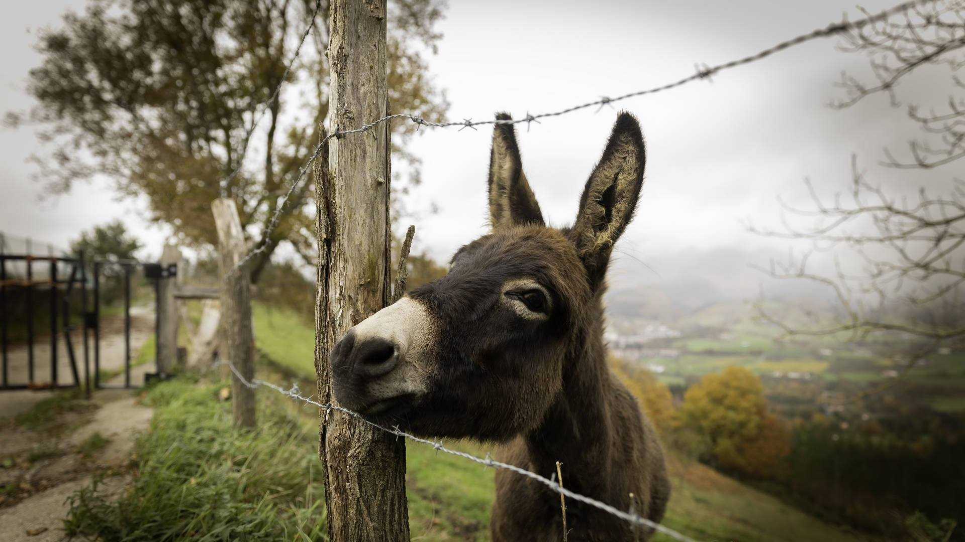 Donkey Wallpaper