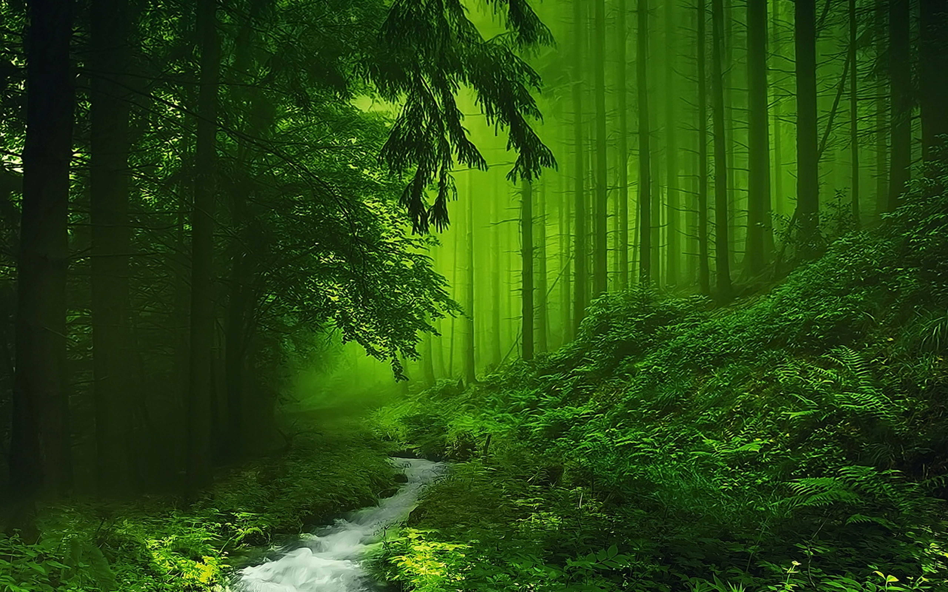 River In Green Misty Forest HD Wallpaper Background Image