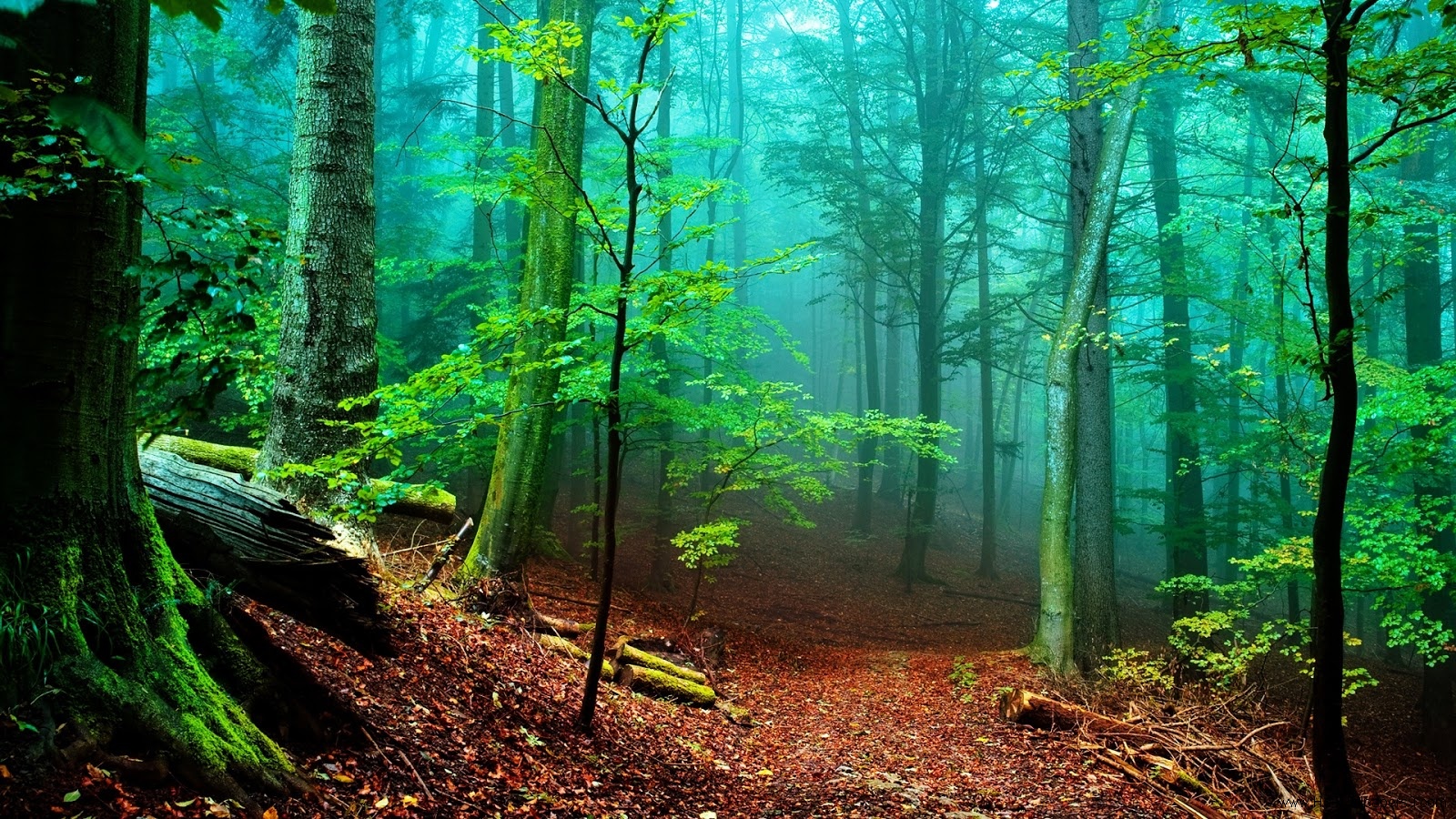 Forest Desktop Wallpaper Pictures Image