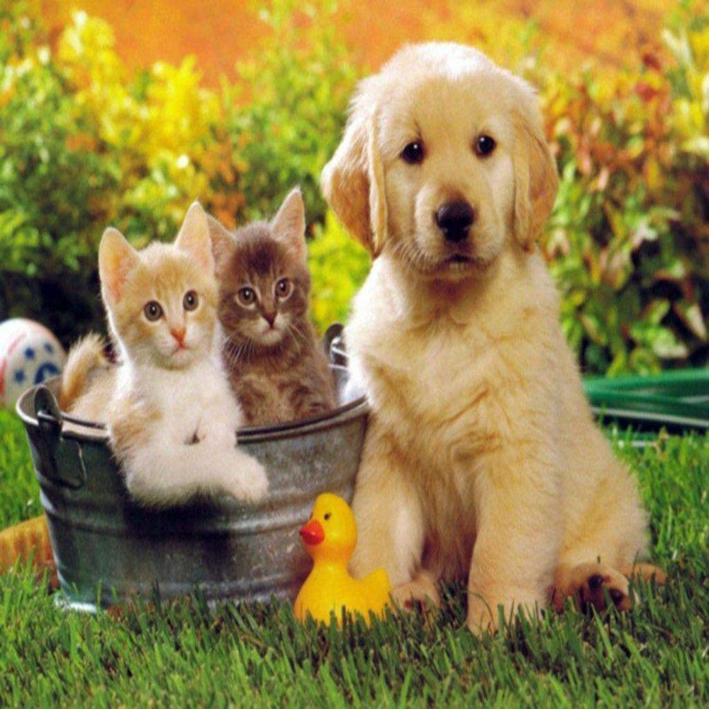 Cute Cats And Dogs Wallpaper On