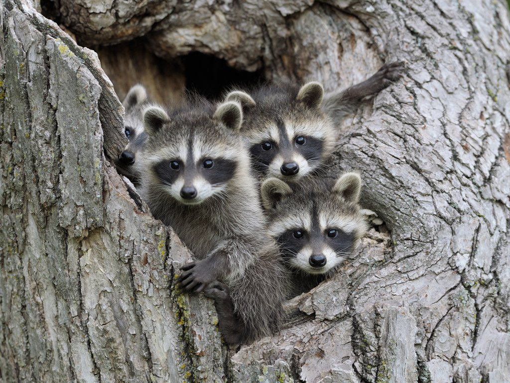 Webshots Baby Raccoons Minnesota