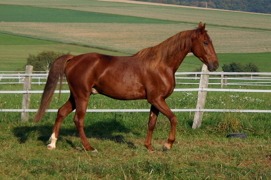 American Saddlebred Horse Credit Courtesy Of The
