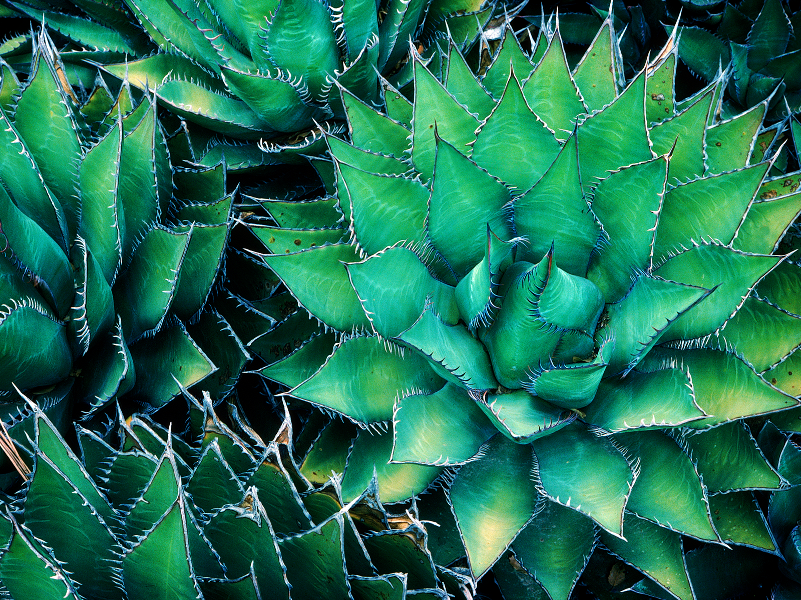 Pineapple Wallpaper Cactus