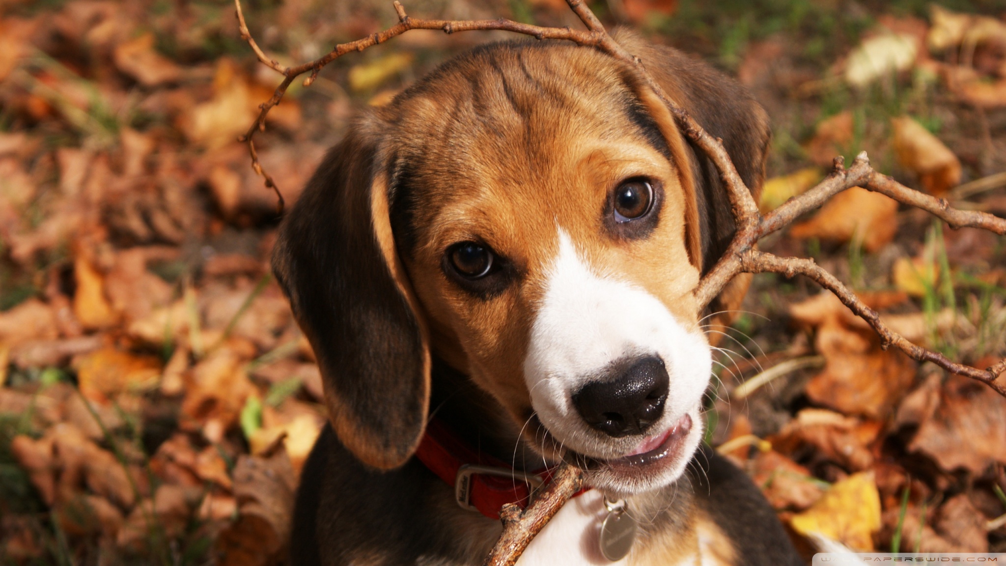 Cute Beagle Puppy 4k HD Desktop Wallpaper For Ultra Tv